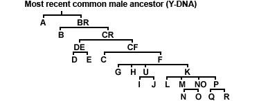 Arbre genetique YC-Adam